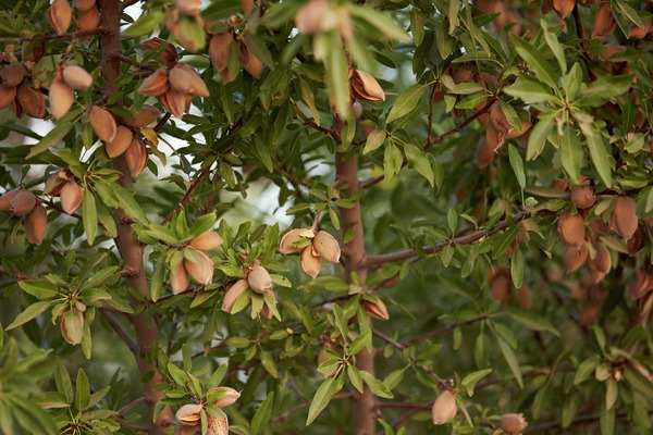 almonds hanging in a tree